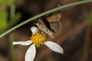 Fran-ARWEA-Count-2017_10_01 - Roadside-Skipper, Lace-winged (1)