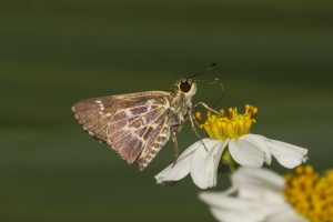 Fran-ARWEA-Count-2017_10_01 - Roadside-Skipper, Lace-winged (2)