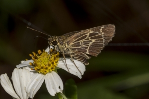 Fran-ARWEA-Count-2017_10_01 - Roadside-Skipper, Lace-winged (3)