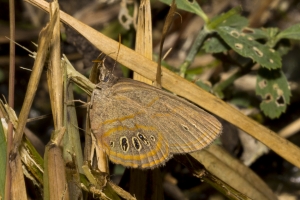 Fran-ARWEA-Count-2017_10_01 - Satyr, Georgia