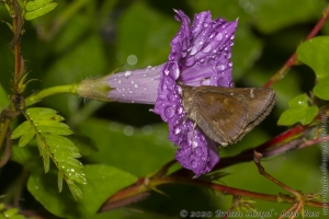 Fran-ARWEA-Count-2017_10_01 - Skipper, Clouded raindrops (1)