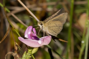 Fran-ARWEA-Count-2017_10_01 - Skipper, Swarthy-websized