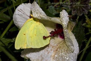 Fran-ARWEA-Count-2017_10_01 - Sulphur, Cloudless raindrops cprte