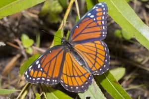 Fran-ARWEA-Count-2017_10_01 - Viceroy (2)-Fullsized