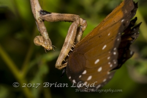 Fran-ARWEA-Count-2017_10_01 - zz, Praying Mantis with Queen (2)