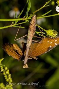 Fran-ARWEA-Count-2017_10_01 - zz, Praying Mantis with Queen