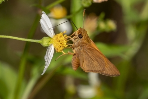 Frank_Arwea_2018_09_13 - Skipper, Berry's (2)