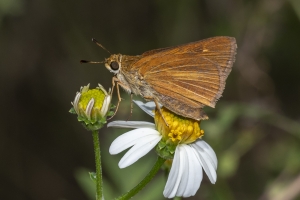 Frank_Arwea_2018_09_13 - Skipper, Berry's