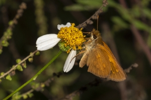 Broad-winged (M)