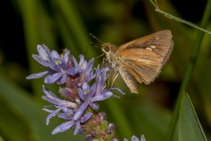 Frank_Arwea_2018_09_13 - Skipper, Dion