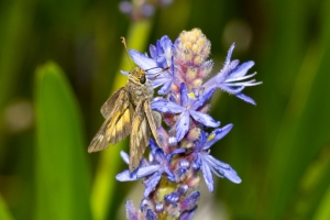 Frank_ARWEA_Sand_2018_04_29 - Skipper, Aaron-73-Fullsized