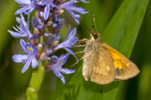 Broad-winged (M)