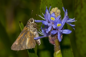 Broad-winged (M)