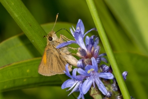 Frank_ARWEA_Sand_2018_04_29 - Skipper, Dion -71-Fullsized