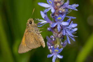 Frank_ARWEA_Sand_2018_04_29 - Skipper, Palatka -78-Fullsized