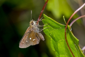 Frank_ARWEA_Sand_2018_04_29 - Skipper, Twin-spot-67-Fullsized