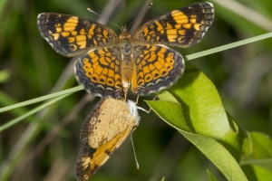 Frank_SandBeachR_2016_05_23 - Crescent, Pearl, Mating (13)s