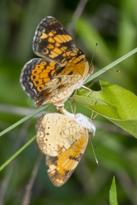 Frank_SandBeachR_2016_05_23 - Crescent, Pearl, Mating (1)s