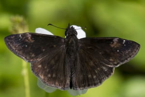 Frank_SandBeachR_2016_07_05 - Duskywing, Zarucco (2)