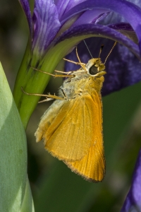 Delaware Skipper 