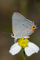 Frankl_TatesHell_2016_08_23 - Hairstreak, Grey (1)-webpage