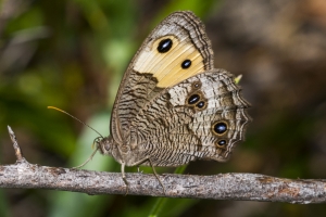 Common Wood-Nymph *