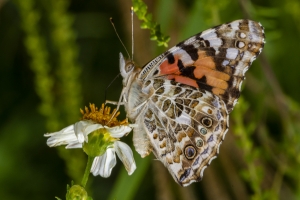 Franklin_ARWEA_2019_08_14 - Lady, Painted