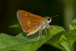 Franklin_ARWEA_2019_08_14 - Skipper, Broken-dash, Southern (1)