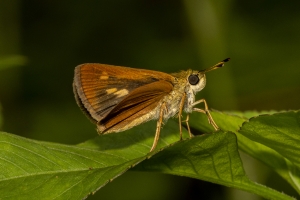 Franklin_ARWEA_2019_08_14 - Skipper, Broken-dash, Southern (3)