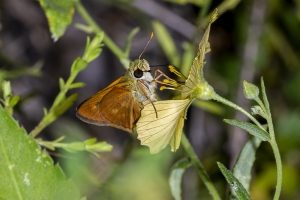 Franklin_ARWEA_2019_08_14 - Skipper, Broken-dash, Southern