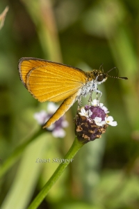 Least Skipper *