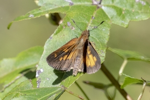 Broad-winged (M)