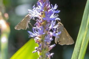 Franklin_ARWEA_SandBeach_2018_10_04 - Skipper, Palatka (1)