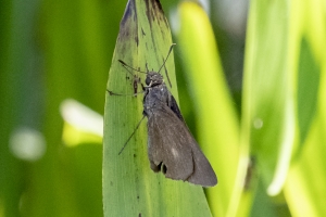 Franklin_ARWEA_SandBeach_2018_10_04 - Skipper, Palatka (2)