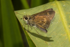 Franklin_Audubon_StGeorgeSP_2017_04_15 - Skipper, Broken-Dash (N)