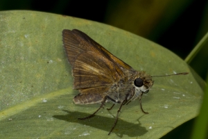 Franklin_Audubon_StGeorgeSP_2017_04_15 - Skipper, Dion (2)