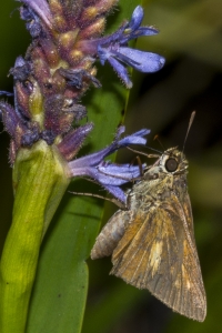 Franklin_Audubon_StGeorgeSP_2017_04_15 - Skipper, Dion