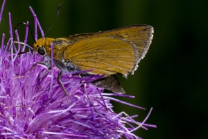 Palmetto Skipper