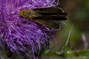 Palmetto Skipper (F)