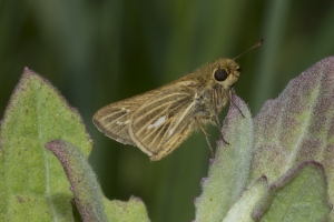 Franklin_Audubon_StGeorgeSP_2017_04_15 - Skipper, Salt Marsh
