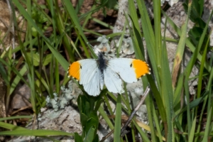 GA-Macon-Montezuma Bluffs_2017_03_03 - Orangetip, Falcate (3)_Large