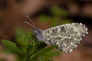 GA-Macon-Montezuma Bluffs_2017_03_03 - Orangetip, Falcate (F) (31)_Large