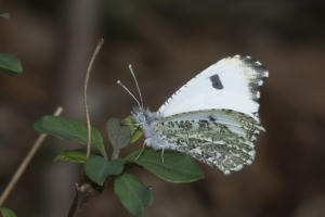 GA-Macon-Montezuma Bluffs_2017_03_03 - Orangetip, Falcate (F) (5)_Large