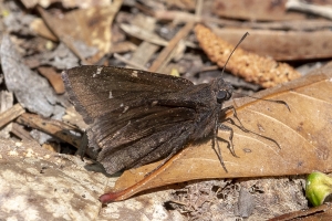 GA_Birdsong_2019_04_03 - Cloudywing, Northern