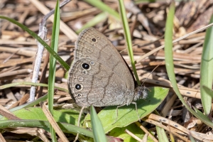 GA_Birdsong_2019_04_03 - Satyr, Carolina