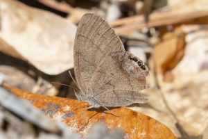 GA_Birdsong_2019_04_03 - Satyr, Gemmed (2)-websized