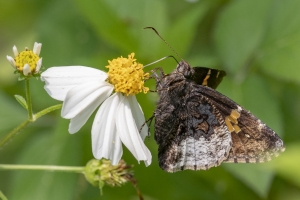GA_Birdsong_2019_04_03 - Skipper, Hoary