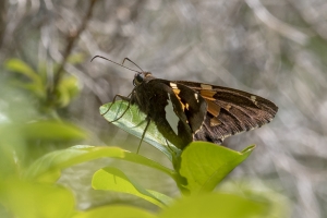 GA_Birdsong_2019_04_03 - Skipper, Silver-spotted