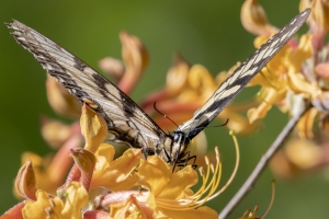 GA_Birdsong_2019_04_03 - Swallowtail, Eastern Tiger (3)