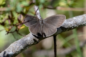 GA_Chickasawhatc_2019_03_22 - Satyr, Carolina